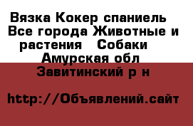 Вязка Кокер спаниель - Все города Животные и растения » Собаки   . Амурская обл.,Завитинский р-н